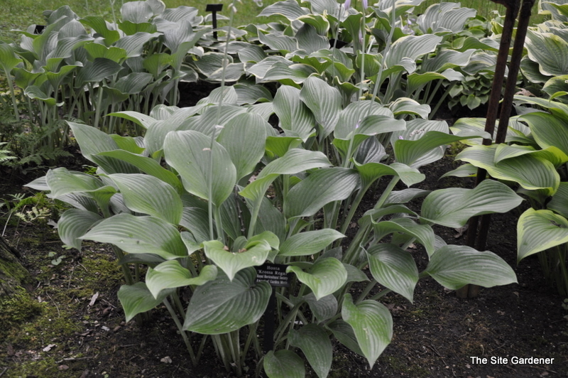 Hosta 'Krossa Regal' — photo 1