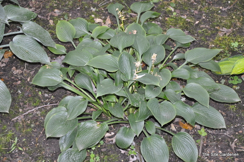 Hosta 'Pearl Lake'