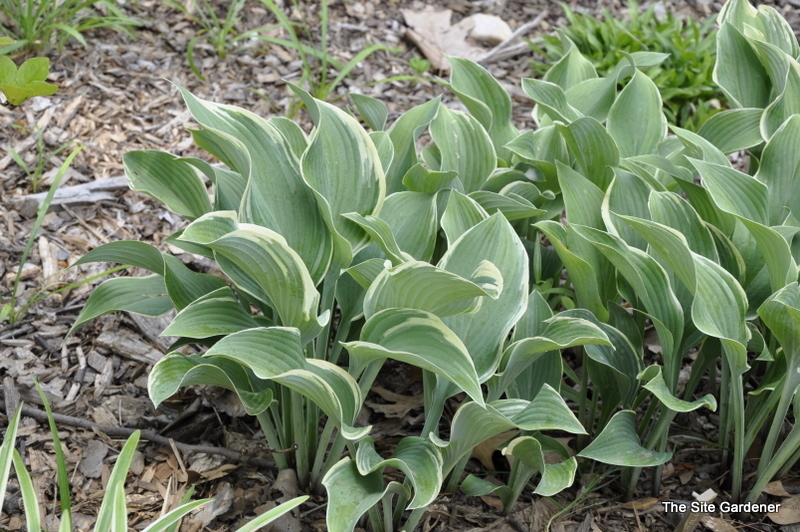 Hosta 'Regal Splendor' — photo 1