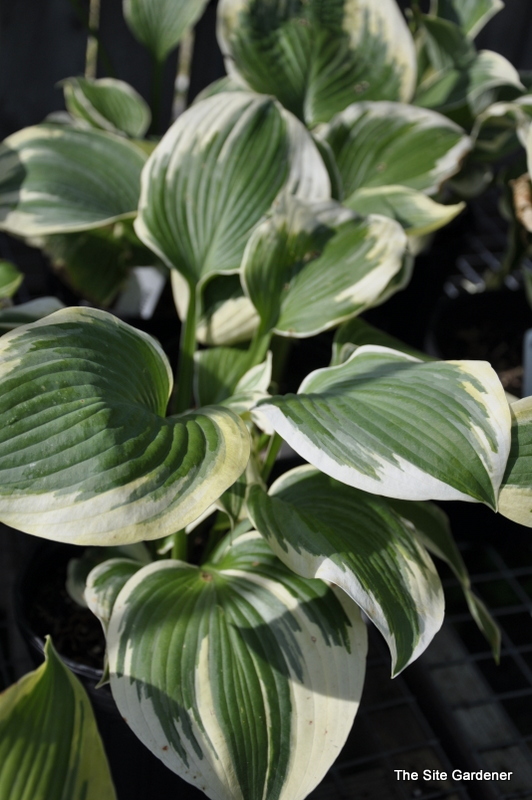 Hosta 'Robert Frost'