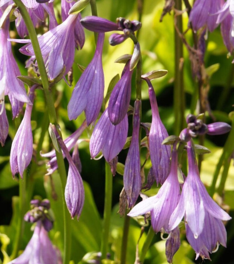 Hosta 'Stiletto'