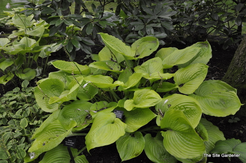 Hosta 'Sum And Substance'