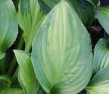 Hosta 'Adrian's Glory'