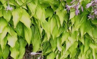 Hosta 'Lemon Delight' — photo 1
