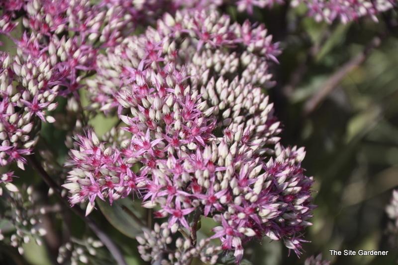 Sedum Mr. Goodbud — photo 1