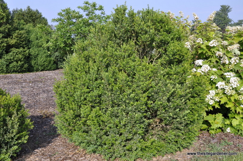 Buxus sempervirens 'Inglis' — photo 1