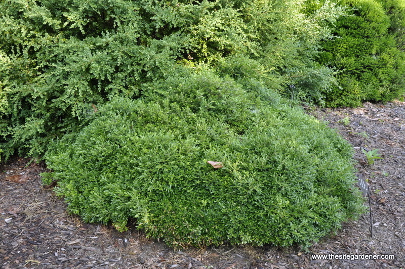 Buxus sinica var. insularis 'Tide Hill — photo 1