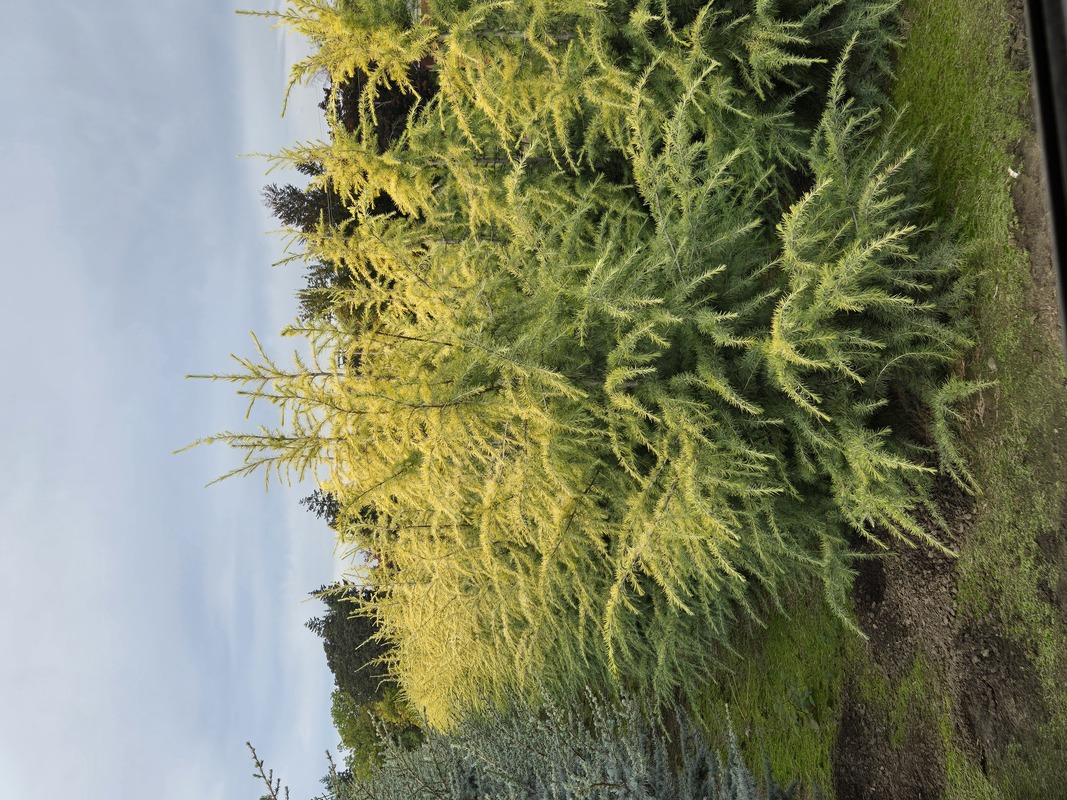 Cedrus Deodara Wells Golden — photo 1