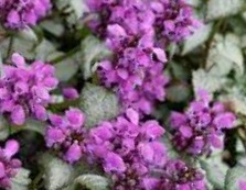 Lamium 'White Nancy' — photo 1