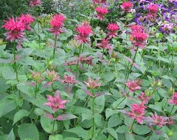 Monarda 'Raspberry Wine' — photo 1