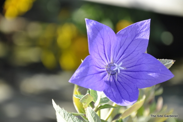Platycodon 'Sentimental Blue' — photo 1