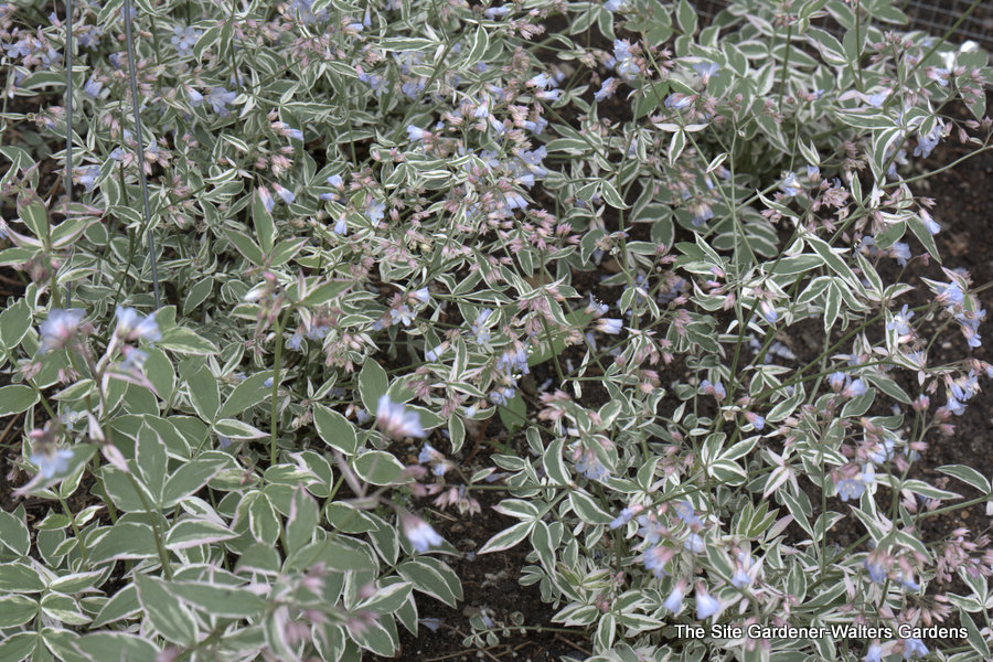 Polemonium 'Touch Of Class'