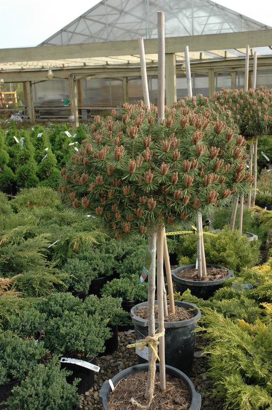 Pinus Sylvestris Brepo