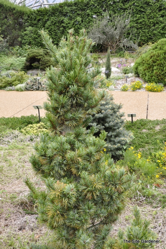 Pinus Bergman Oculus