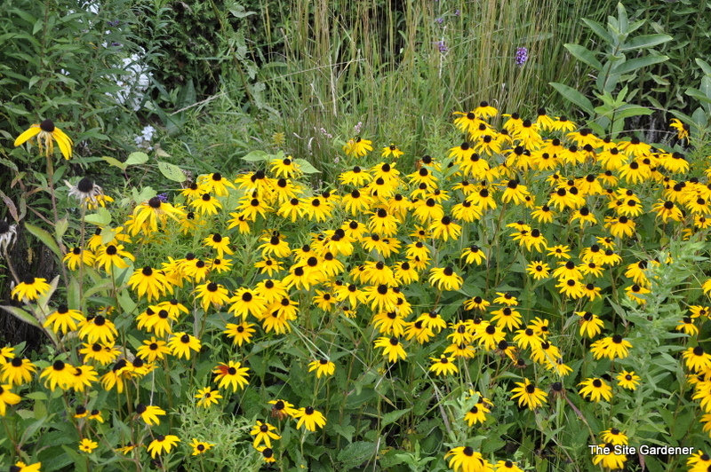 Rudbeckia Fulgida 'Goldsturm' — photo 1