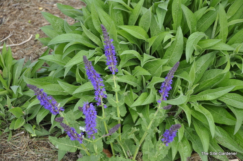 Salvia Nemerosa 'May Night' — photo 1