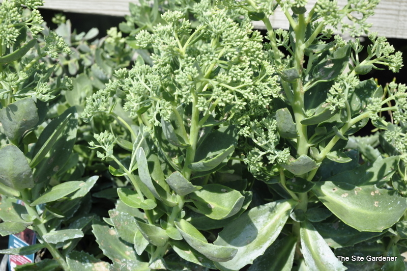 Sedum 'Autumn Joy' — photo 1