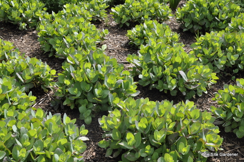 Sedum 'Matrona'