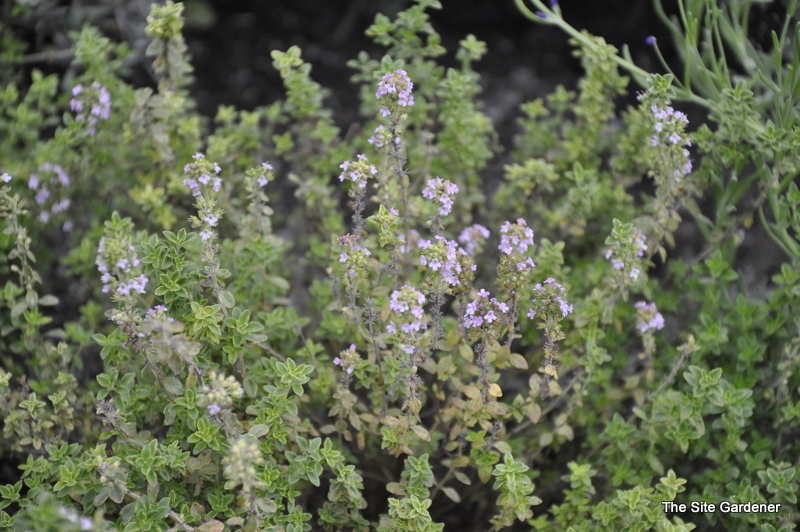 Thymus Citriodorus 'Aureus'