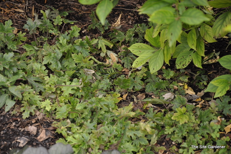 Tiarella 'Oakleaf'