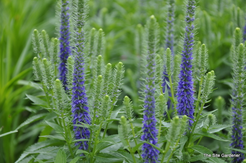 Veronica Spicata 'Royal Candles' PPAF — photo 1