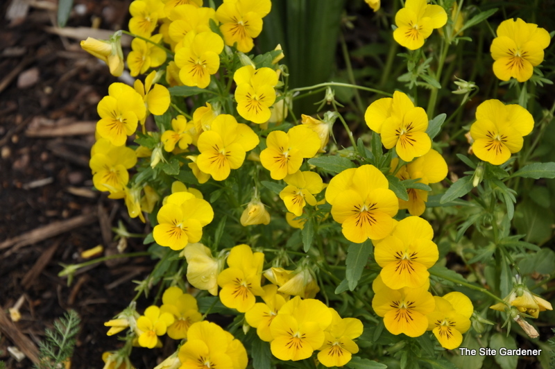 Viola Sorbet Lemon Chiffon