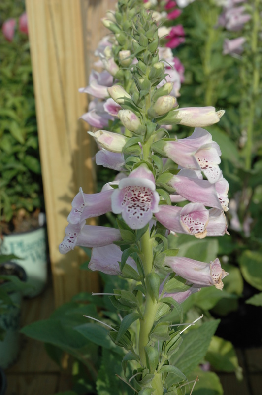 Digitalis Camelot Pink
