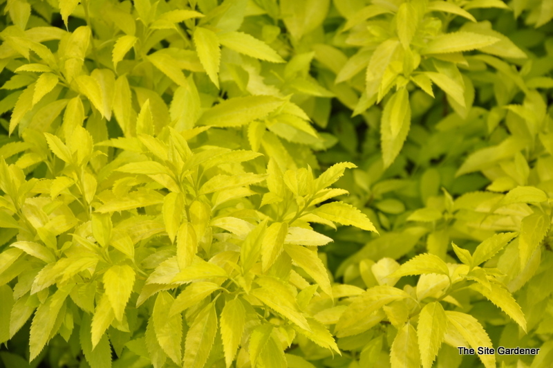 Forsythia Suwannee Gold
