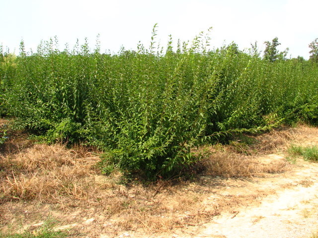 Forsythia Spectabilis