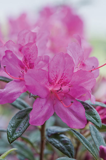 Azalea Autumn Amethyst — photo 1
