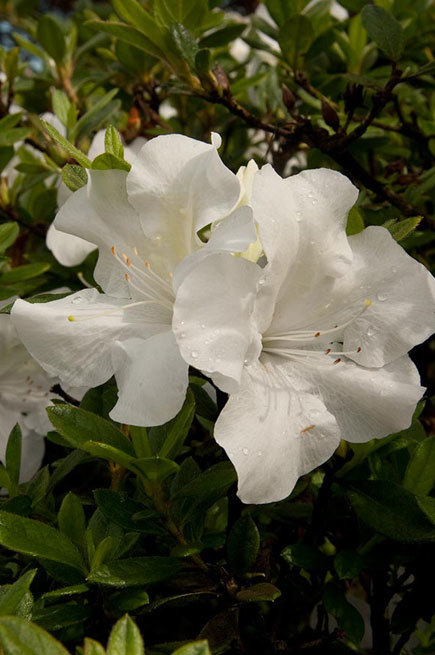 Azalea Autumn Ivory — photo 1