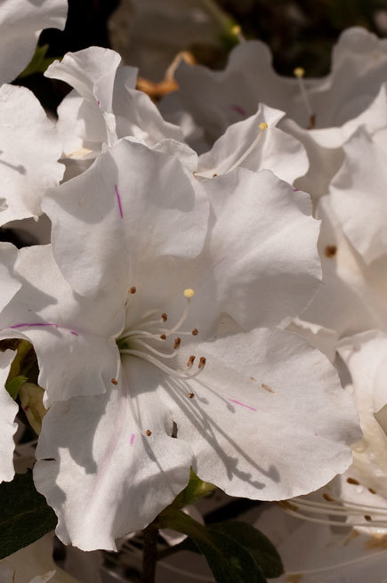 Azalea Autumn Lily — photo 1