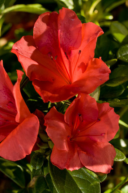 Azalea Autumn Sunset — photo 1
