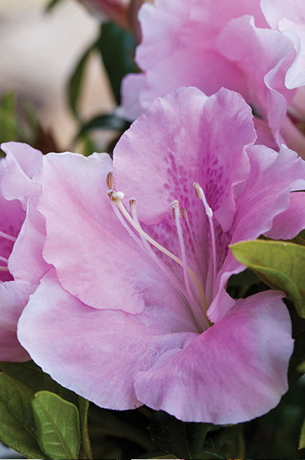 Azalea Autumn Sweetheart — photo 1