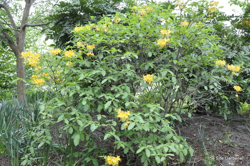 Rhododendron Admiral Semme