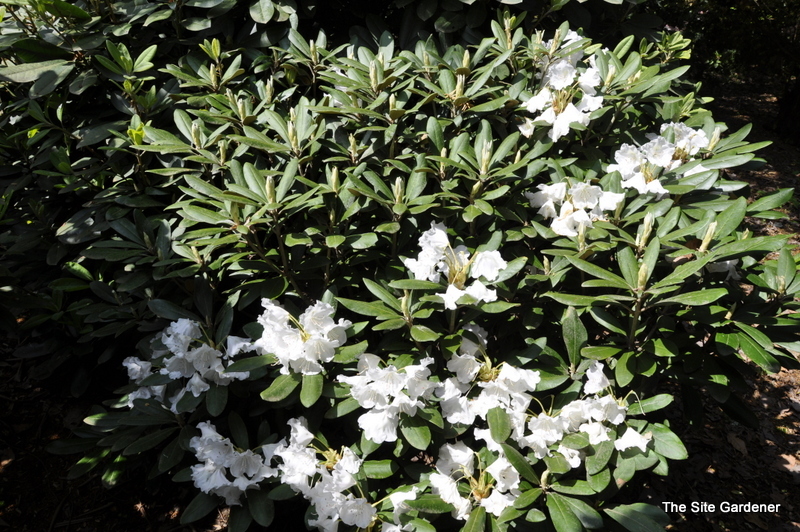 Rhododendron Apple Blossom