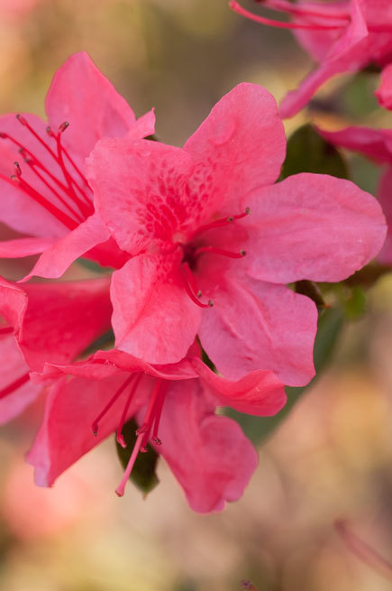 Rhododendron Autumn Cheer — photo 1