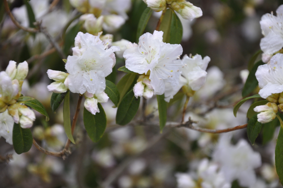 Rhododendron Cama