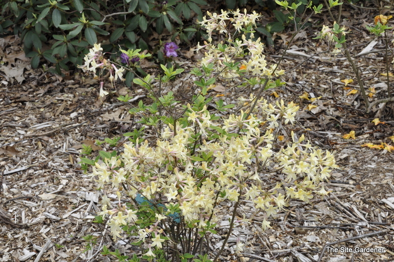 Rhododendron Choice Cream