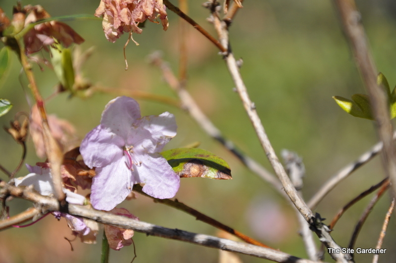 Rhododendron Conemaugh