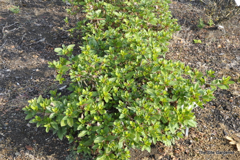 Rhododendron Conler