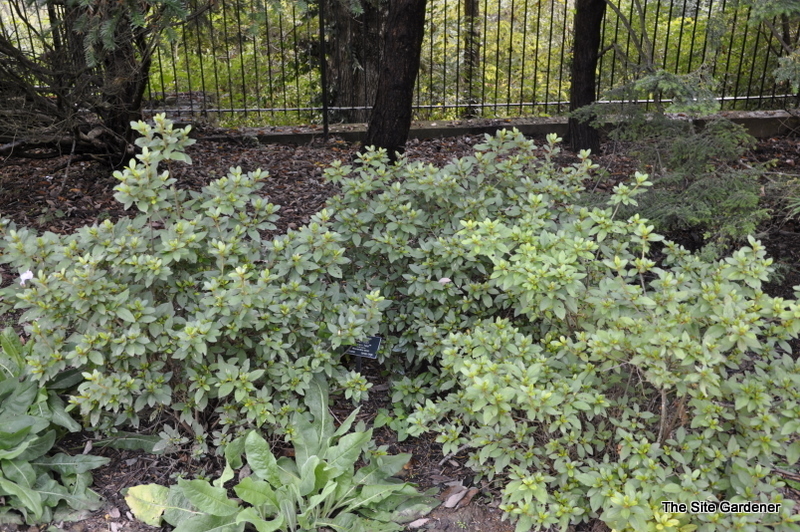 Rhododendron Conlep