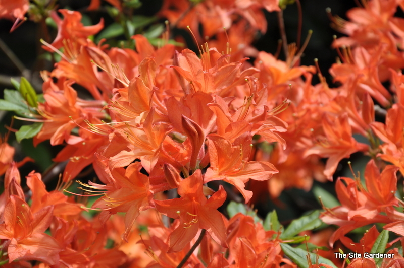 Rhododendron Coral Queen
