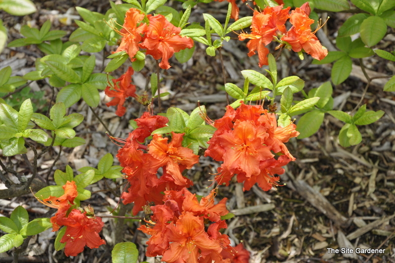 Rhododendron Corringe