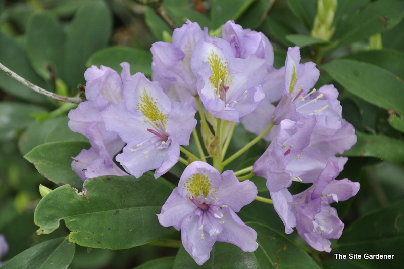 Rhododendron David
