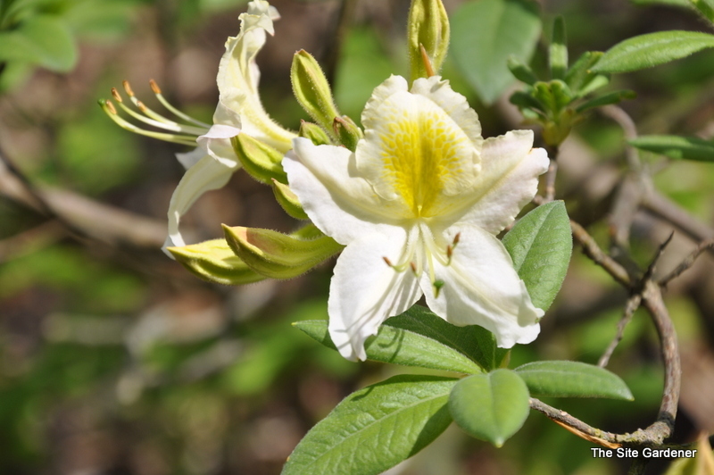 Rhododendron Daviesii