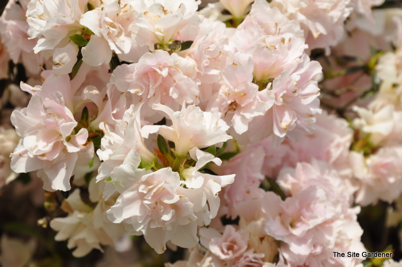 Rhododendron Eliza Hyatt
