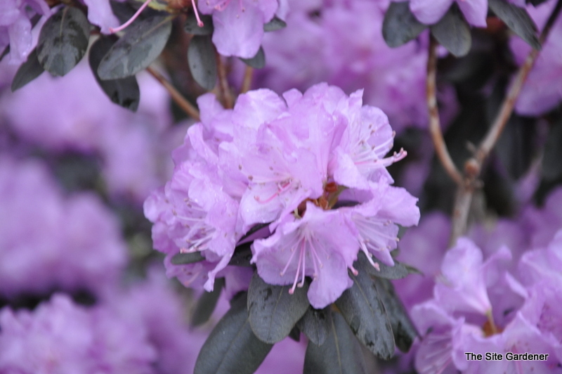 Rhododendron Girard Dwarf Lavander