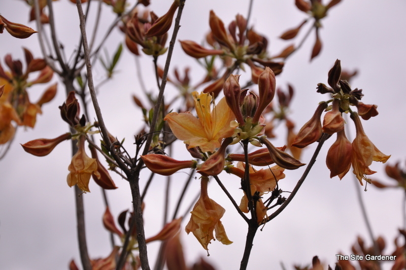 Rhododendron Golden Lights