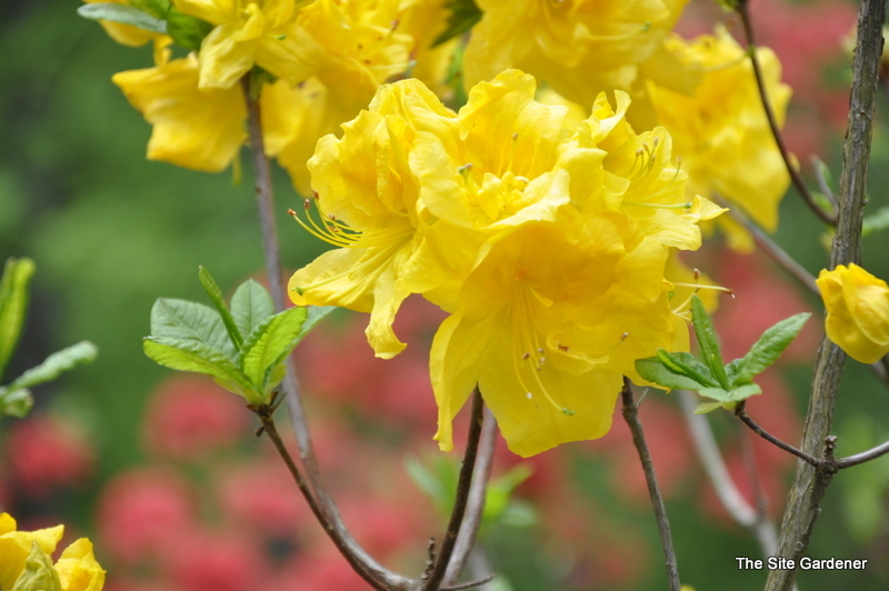 Rhododendron Golden Dream